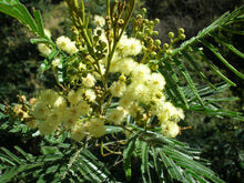 Load image into Gallery viewer, 100 Acacia mearnsii Seeds ~ Black Wattle Seeds