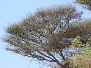 15 Gum Arabic Tree Seeds - Acacia arabica, Vachellia nilotica, Acacia nilotica