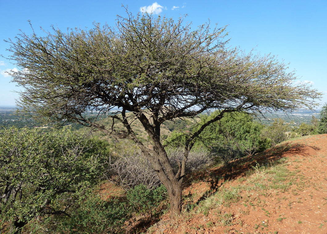 15 Gum Arabic Tree Seeds - Acacia arabica, Vachellia nilotica, Acacia nilotica