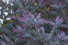 Load image into Gallery viewer, 15 Acacia Baileyana var purpurea Seeds - Cootamundra Tree