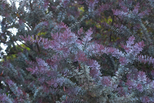 15 Acacia Baileyana var purpurea Seeds - Cootamundra Tree