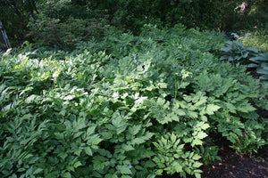 250 Black Cohosh Seeds - Cimicifuga racemosa - Non-GMO Medicinal Plant