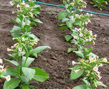 Load image into Gallery viewer, Ahus Tobacco Seeds - Nicotiana tabacum