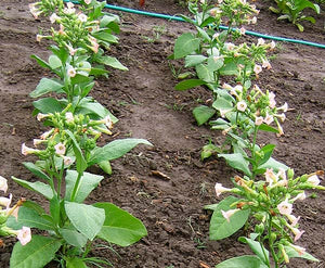 Ahus Tobacco Seeds - Nicotiana tabacum