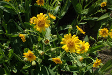Load image into Gallery viewer, 50 Arnica chamissonis seeds - Meadow Arnica Seeds