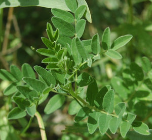 50 Astragalus membranaceus Seeds