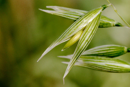 250 Avena sativa seeds - Common Oat Seeds - Non-GMO Cereal Grain