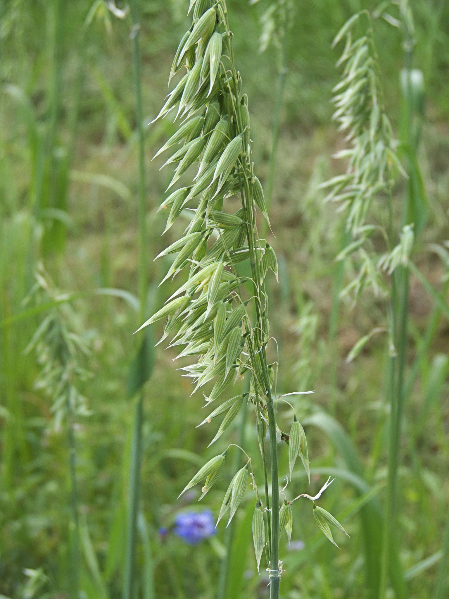 whole oat seeds for planting 250 Avena sativa seeds - Common Oat Seeds