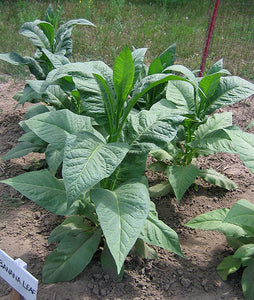 Banana Leaf Tobacco Seeds