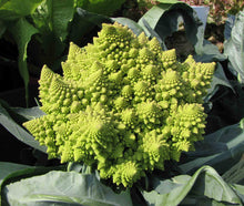 Load image into Gallery viewer, 250 Romanesco Broccoli Seeds - Brassica oleracea Romanesco - Non-GMO