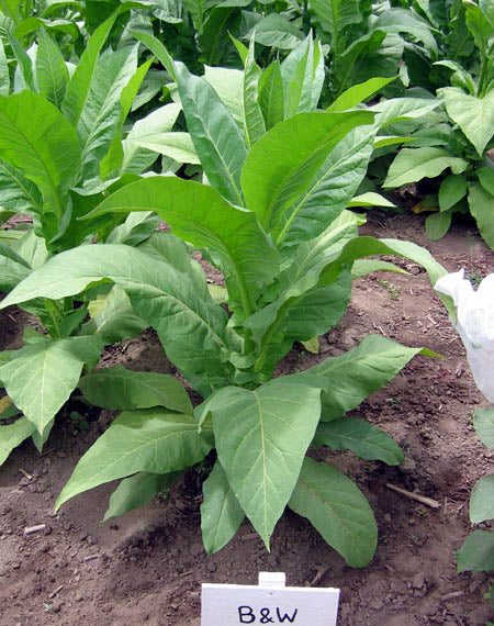 Brown & Williams Low Nic Tobacco Seeds