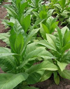 Brown & Williams Low Nic Tobacco Seeds
