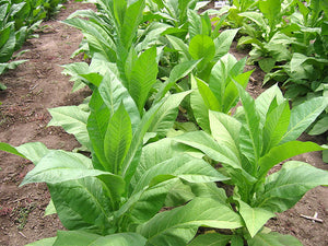 Brown & Williams Low Nic Tobacco Seeds