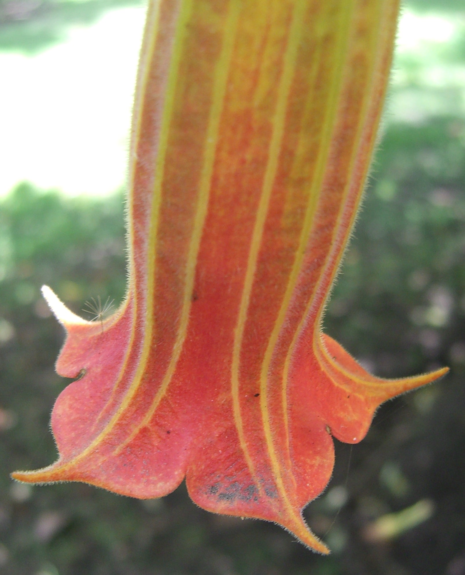 angel trumpet flower seeds 10 Brugmansia sanguinea Seeds - Scarlet Angel Trumpet