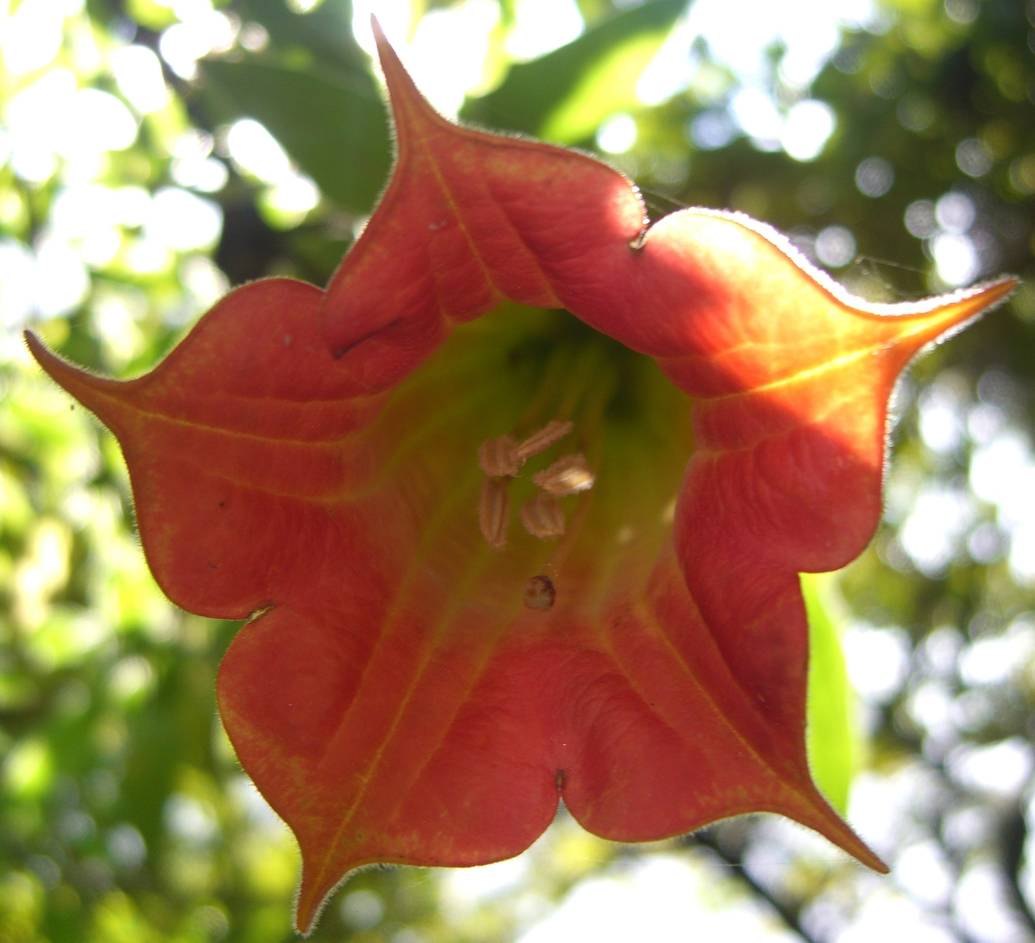 angel trumpet flower seeds 10 Brugmansia sanguinea Seeds - Scarlet Angel Trumpet