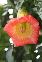 Load image into Gallery viewer, 10 Brugmansia sanguinea Seeds - Scarlet Angel Trumpet - Eagle Tree