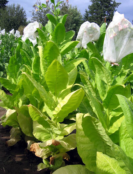 golden burley tobacco Golden Leaf Ready For Harvest Golden Burley - Heirloom Tobacco