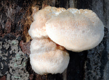Load image into Gallery viewer, Gourmet Lions Mane Mushroom Liquid Culture Syringe (Hericium erinaceus) 12cc