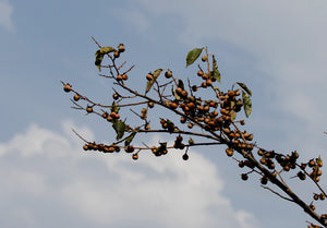 15 Date Plum Seeds - Diospyros lotus - Non-GMO Fruit Seeds