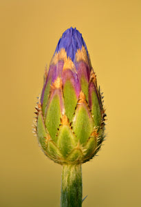 500 Centaurea cyanus seeds - Cornflower Seeds - Non-GMO Medicinal Herb