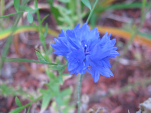 500 Centaurea cyanus seeds - Cornflower Seeds - Non-GMO Medicinal Herb