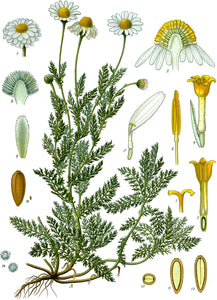 500 Roman Chamomile Seeds - Chamaemelum nobile - Non-GMO Medicinal Herb