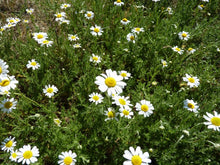 Load image into Gallery viewer, 500 Roman Chamomile Seeds - Chamaemelum nobile - Non-GMO Medicinal Herb