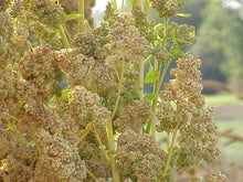 Load image into Gallery viewer, 150 Brilliant Rainbow Quinoa Seeds - Chenopodium quinoa - Non-GMO Ancient Grain!