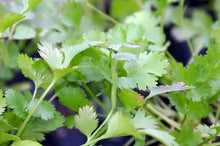 Load image into Gallery viewer, 250 Cilantro Seeds - Coriandrum sativum - Non-GMO Medicinal and Culinary Herb