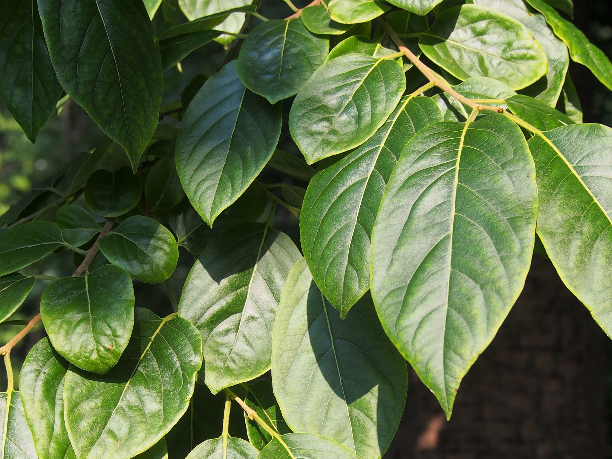 What is known about growing Date Plum, Diospyros lotus What is known about growing Date Plum, Diospyros lotus