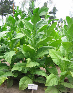 Dixie Bright 27 Tobacco Seeds - Nicotiana tabacum