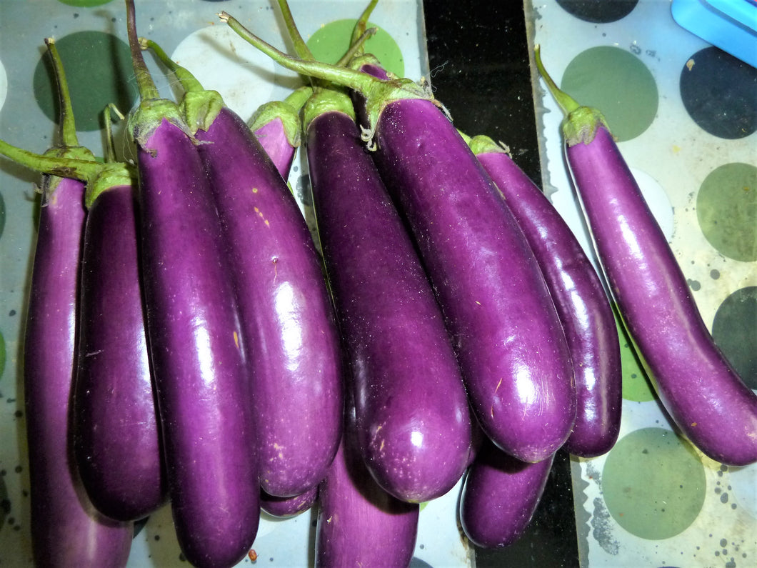 300 Long Purple Eggplant Seeds