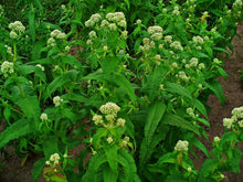 Load image into Gallery viewer, 300 Common Boneset Seeds - Eupatorium perfoliatum - None-GMO Medicinal Herb