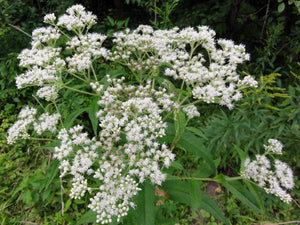 300 Common Boneset Seeds - Eupatorium perfoliatum - None-GMO Medicinal Herb