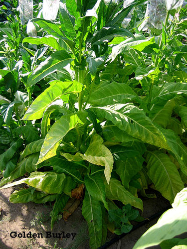 Golden Burley Tobacco Seeds - Nicotiana tabacum