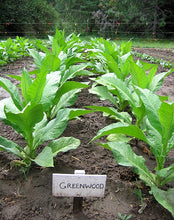 Load image into Gallery viewer, Greenwood Tobacco Seeds - Nicotiana Tabacum