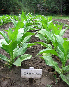 Greenwood Tobacco Seeds - Nicotiana Tabacum