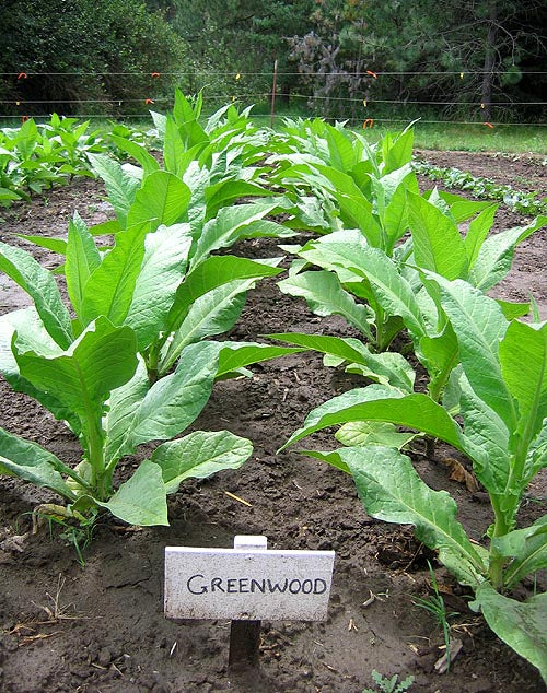 Greenwood Tobacco Seeds - Nicotiana Tabacum