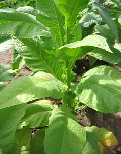 Greenwood Tobacco Seeds - Nicotiana Tabacum