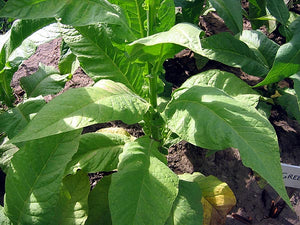 Greenwood Tobacco Seeds - Nicotiana Tabacum