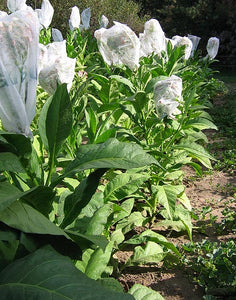 Greenwood Tobacco Seeds - Nicotiana Tabacum
