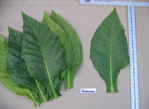 Greenwood Tobacco Seeds - Nicotiana Tabacum