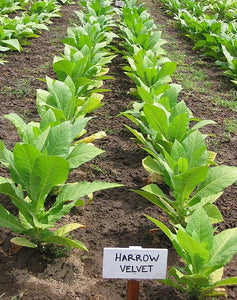 Harrow Velvet Tobacco Seeds - Nicotiana tabacum
