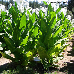 Harrow Velvet Tobacco Seeds - Nicotiana tabacum