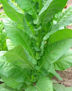 Havana 608 Tobacco Seeds - Nicotiana tabacum
