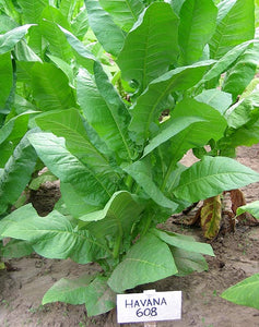 Havana 608 Tobacco Seeds - Nicotiana tabacum