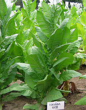 Load image into Gallery viewer, Havana 608 Tobacco Seeds - Nicotiana tabacum