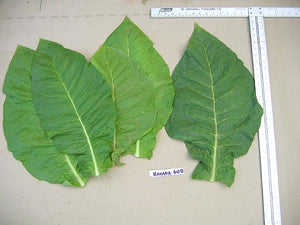 Havana 608 Tobacco Seeds - Nicotiana tabacum