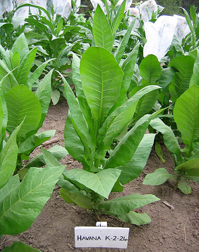 Havana K2-24 Tobacco Seeds - Nicotiana Tabacum