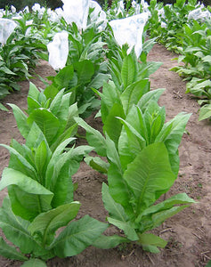 Havana K2-24 Tobacco Seeds - Nicotiana Tabacum